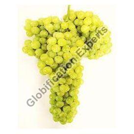 Pusa Seedless Grapes