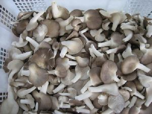 Sajor Caju Mushroom Spawn