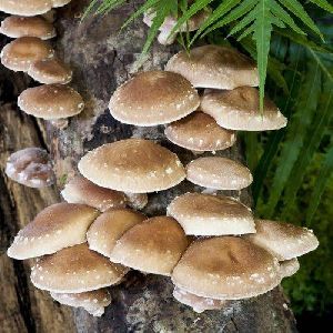 shiitake mushroom spawn