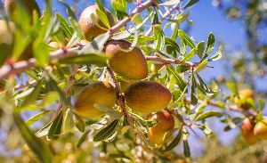 Argan Oil