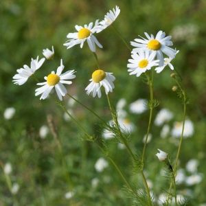 Chamomile Blue Oil