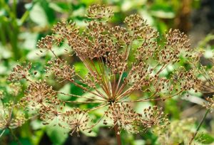 Fennel Oil