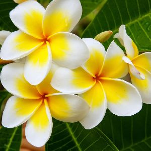 Frangipani Absolute