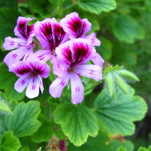 Geranium Oil