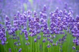 Lavender Oil