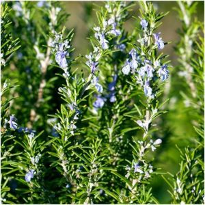 Rosemary Oil