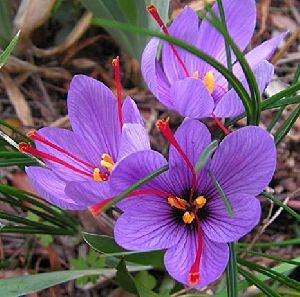 Saffron Water