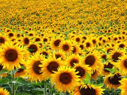 Sunflower Oil