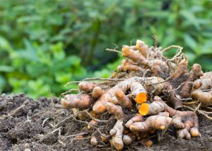 Turmeric Oil