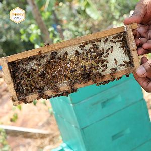 Bee Hive Colony