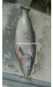 Fresh Salmon Fillet