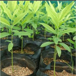 White Sandalwood Plants