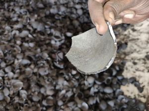 Coconut Shell Charcoal