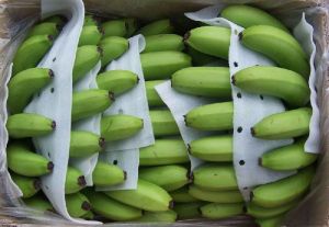 Fresh Cavendish Banana