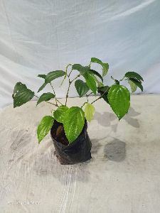 Black Pepper Plant