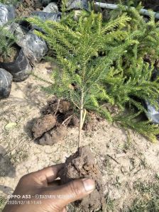 christmas tree plants