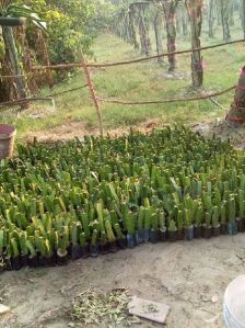 Dragon Fruit Plants