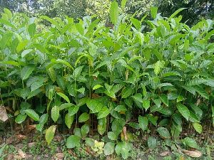 Jack fruit seedlings plant