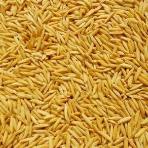 Paddy Rice