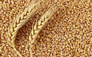 Wheat Grains