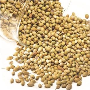 coriander essential oil