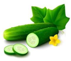 Cucumber Carrier Oil