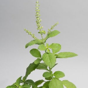 Holy Basil Essential Oil