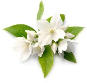 Jasmine Essential Oil