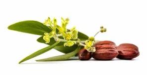 Jojoba Carrier Oil