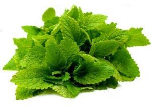 Lemon balm essential oil