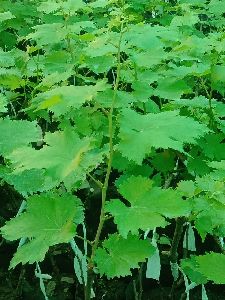 Anushka grafted Seedling