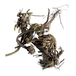 Dried Akarkara Roots