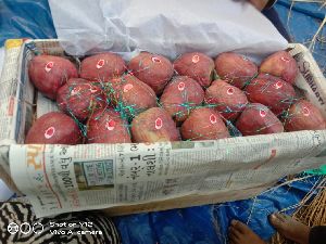 kashmiri delicious apples