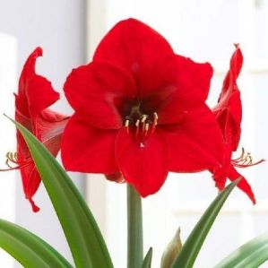 Amaryllis Lily Bulbs