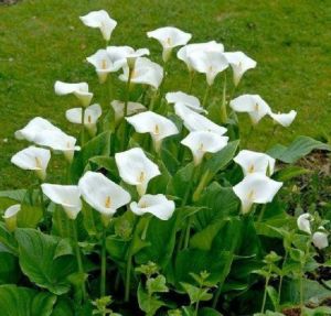 calla lily bulbs