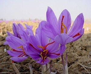 Kashmiri Saffron Bulbs