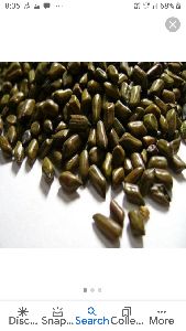 Cassia Tora Seeds