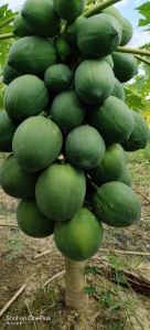 Papaya Fruit