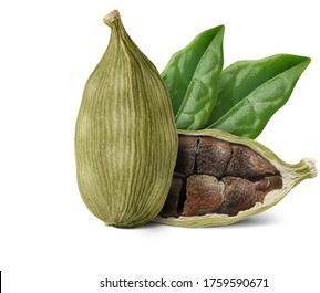 Cardamom