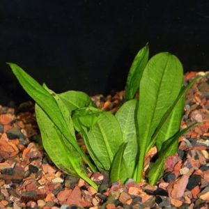 aquarium plant