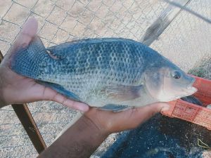 Tilapia Fish