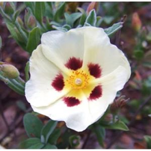Labdanum Oleoresin