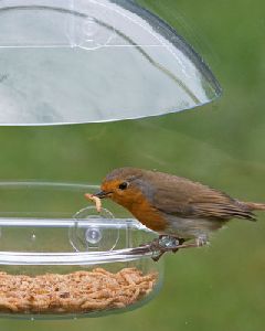 Mealworms Bird Food