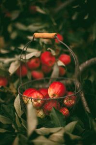 dried apples