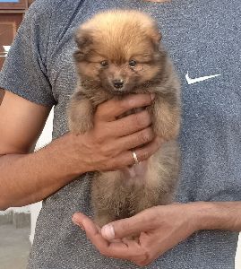 Toy Pom Puppy