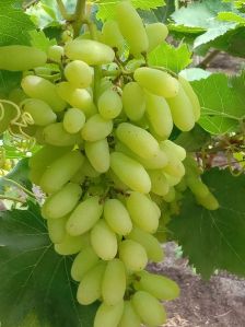 Fresh Grapes