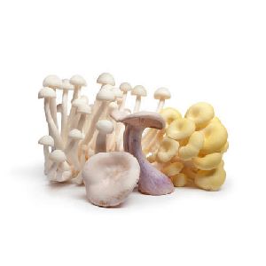 Mixed Mushroom