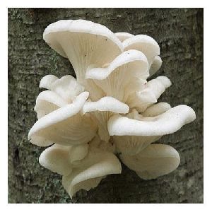 Pearl Mushroom