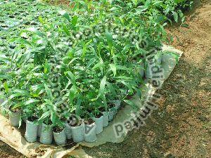 Acacia X Mangium Tissue Culture Plants