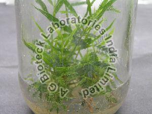 Acacia X Mangium Tissue Culture Plants